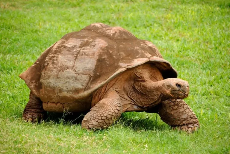 Iconic Tortoise In Its Natural Habitat