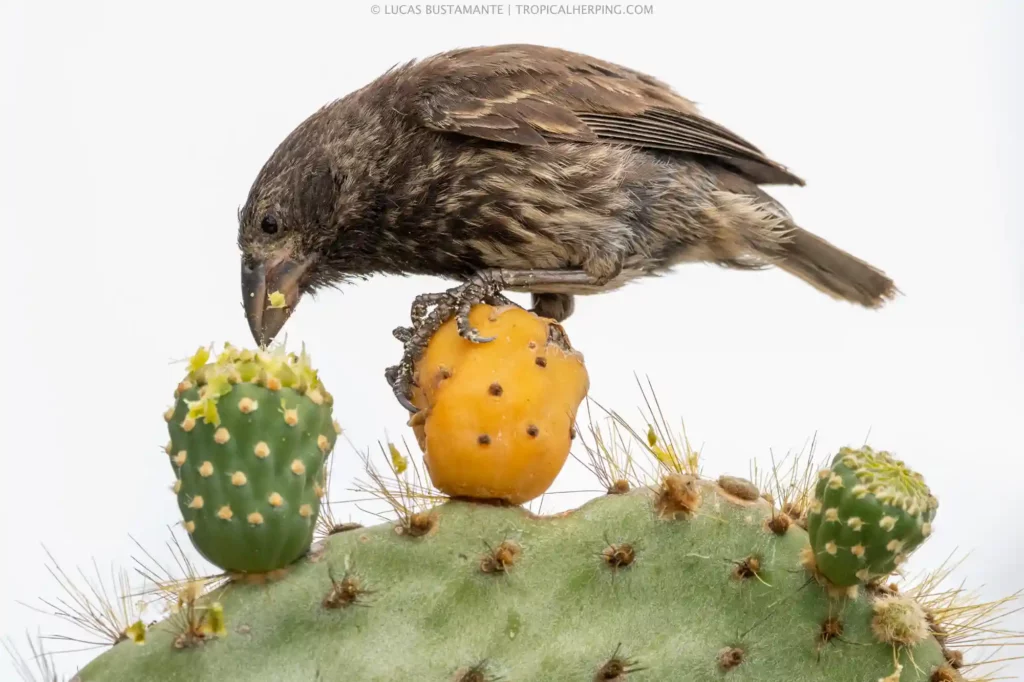 Bird On Cactus Feeding