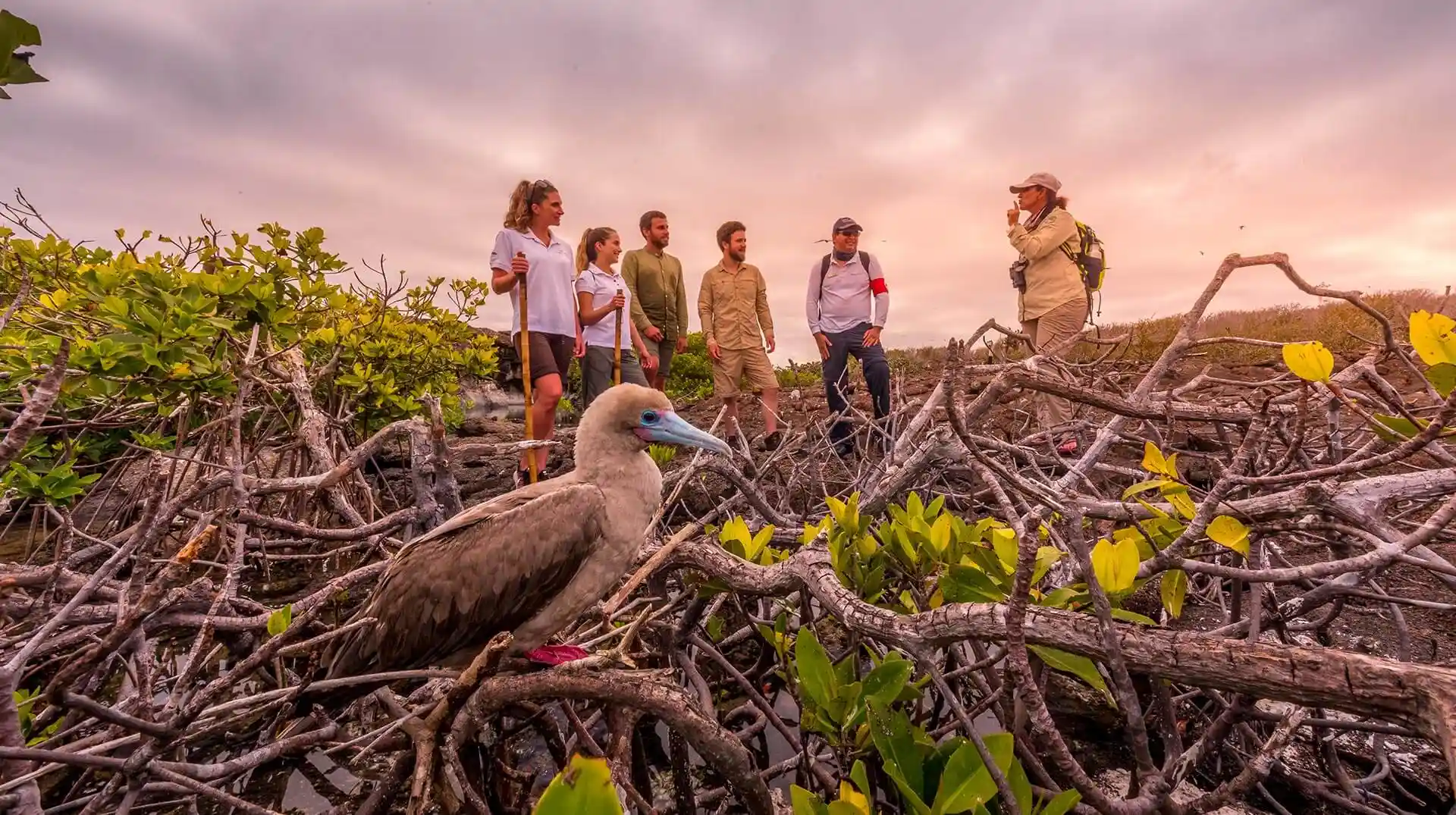 Darwin Bay Ecuador Galapagos Genovesa Island Explorers
