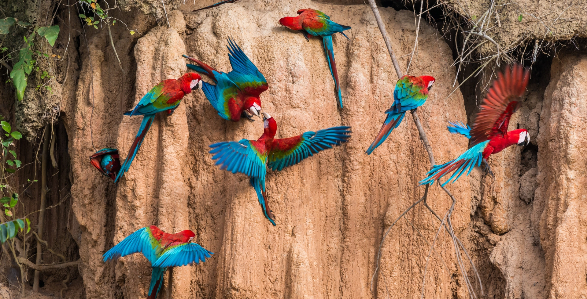Curated visual reference: Seasonal Humidity Control For Macaw Habitats Reference: Explore Madre De Dios Peru All In One Travel Guide