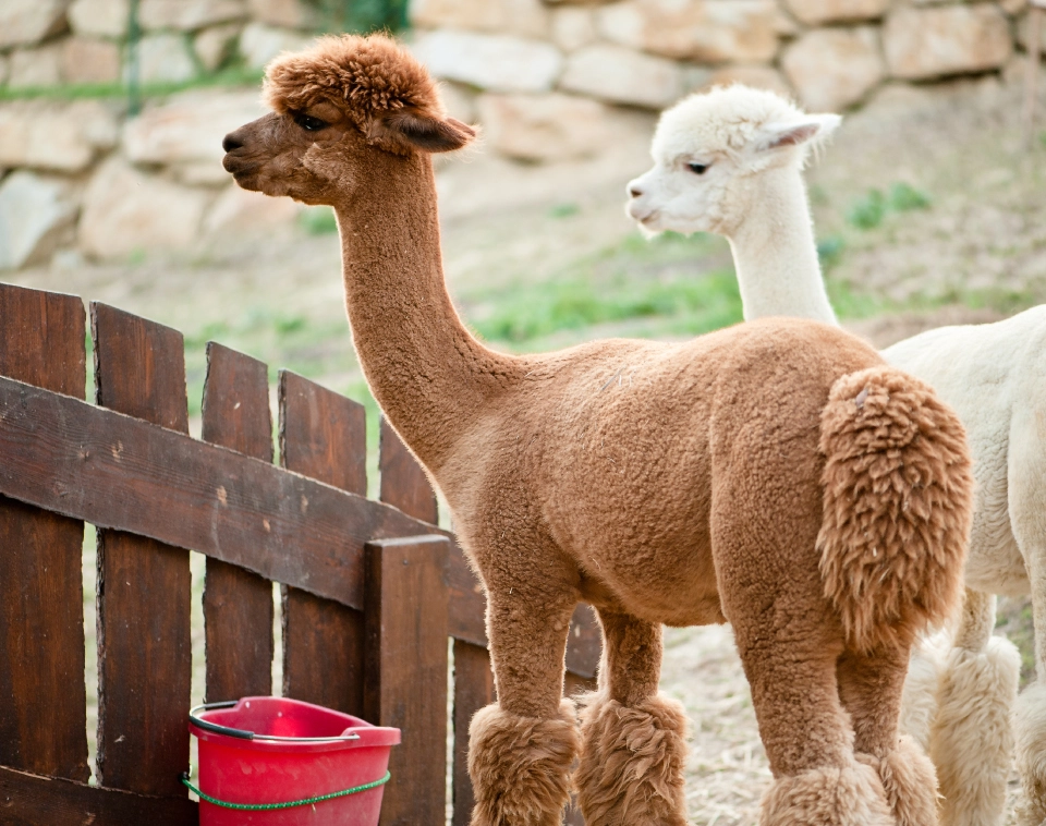 Destino Perú Alpacas del Norte Destino Perú Alpacas del Norte