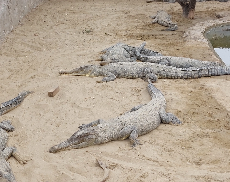 Destination Peru Northern Beaches Crocodile Sanctuary