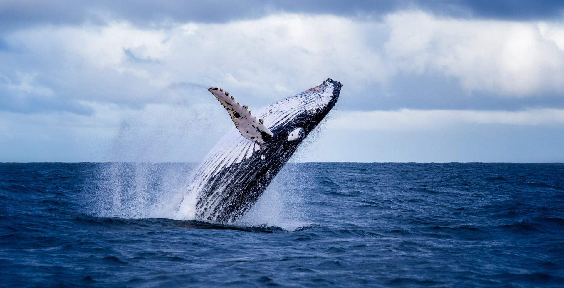 Destination Peru Northern Beaches Whale Watching