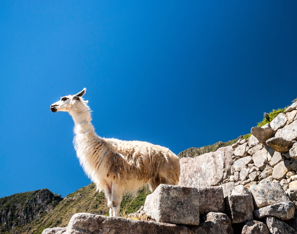 Destination Peru Sacred Valley Cochahuasi Animal Santuary