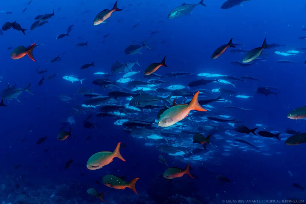 Group Of Fish Swimming