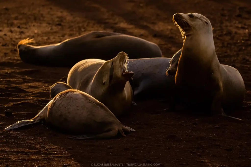 Lobos marinos de Galápagos