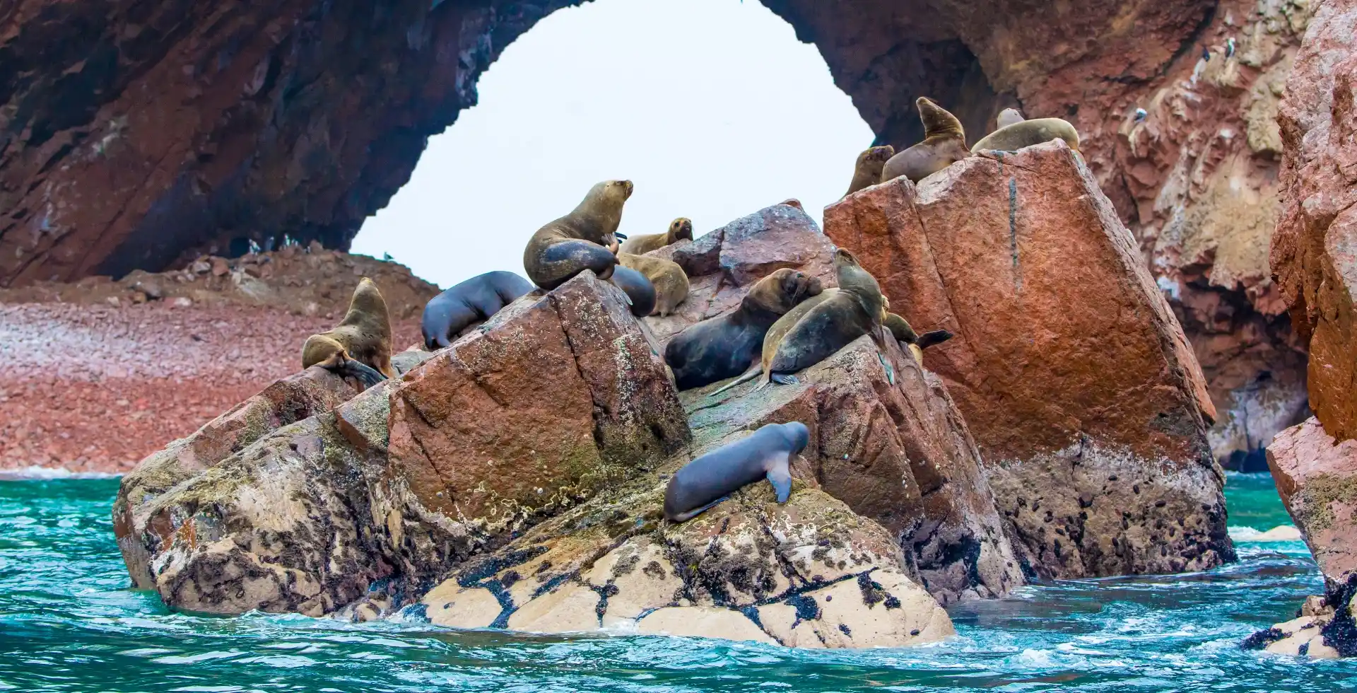 Peru Ica Ballestas Islands