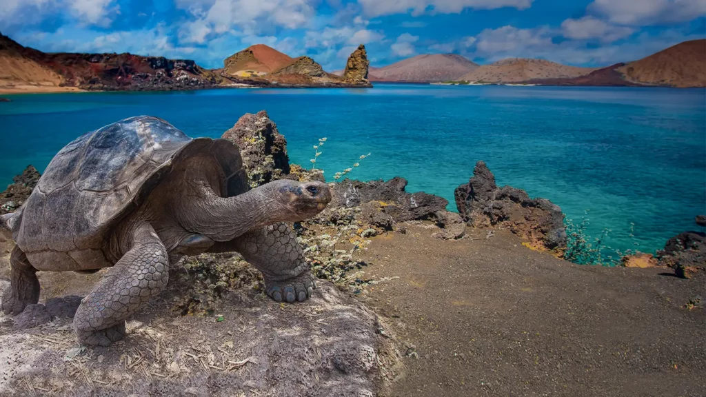 Giant Tortoise Galapagos Islands