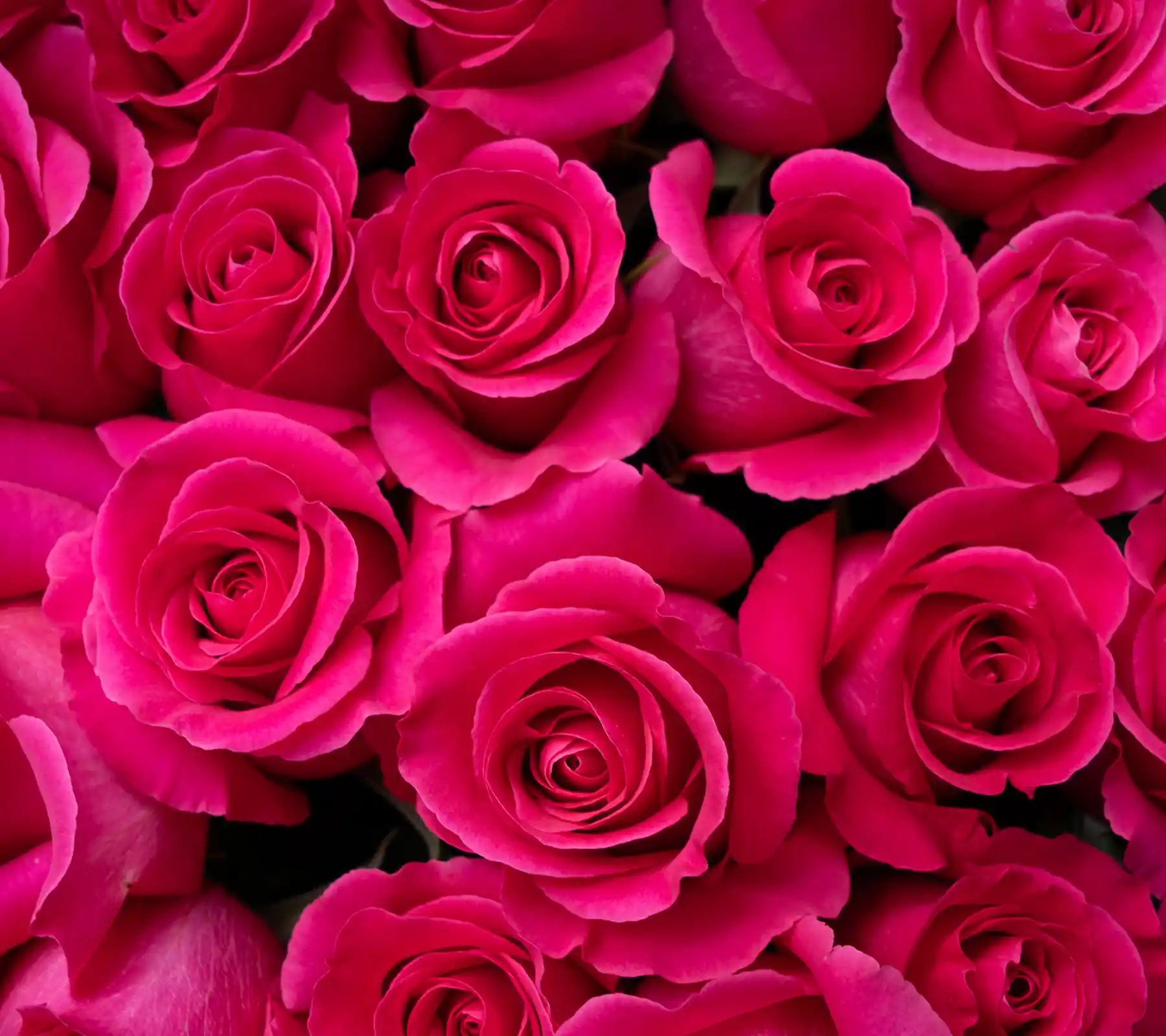 Rosas Rosas