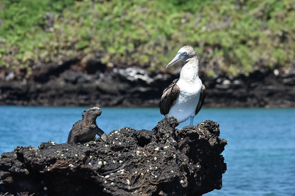 Warm Season; Galapagos Blue Footed Booby