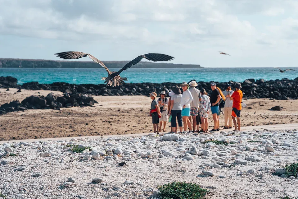 When Is The Best Time To Go To Galapagos For Birdwatching
