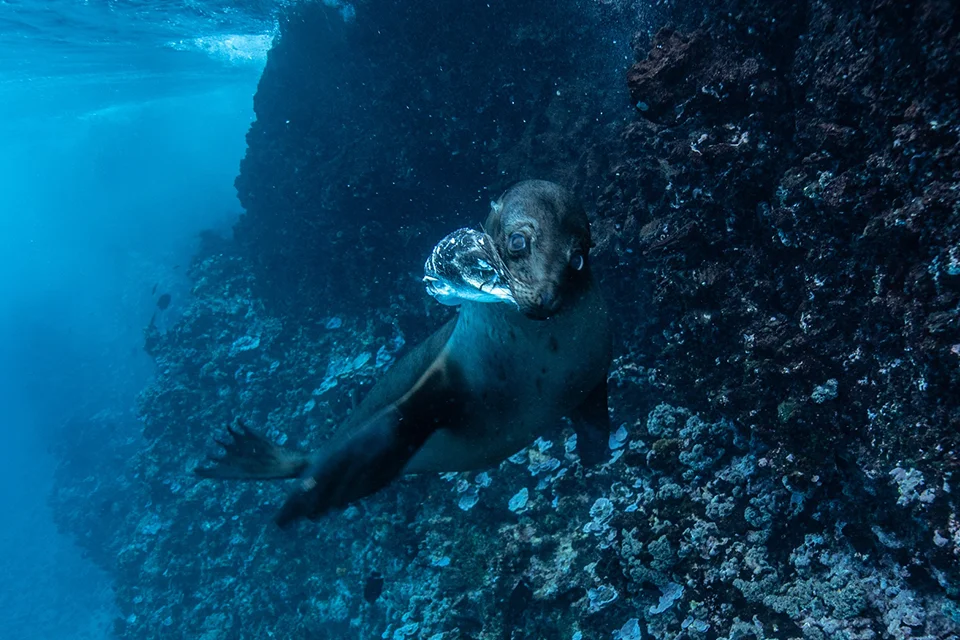 Best Month To Visit Galapagos To See Sea Lions