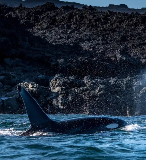 Isabela Island Whale