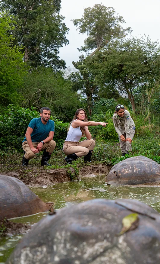 Pareja con guía naturalista observando tortugas gigantes de Galápagos en la reserva de tierras altas de Isla Santa Cruz