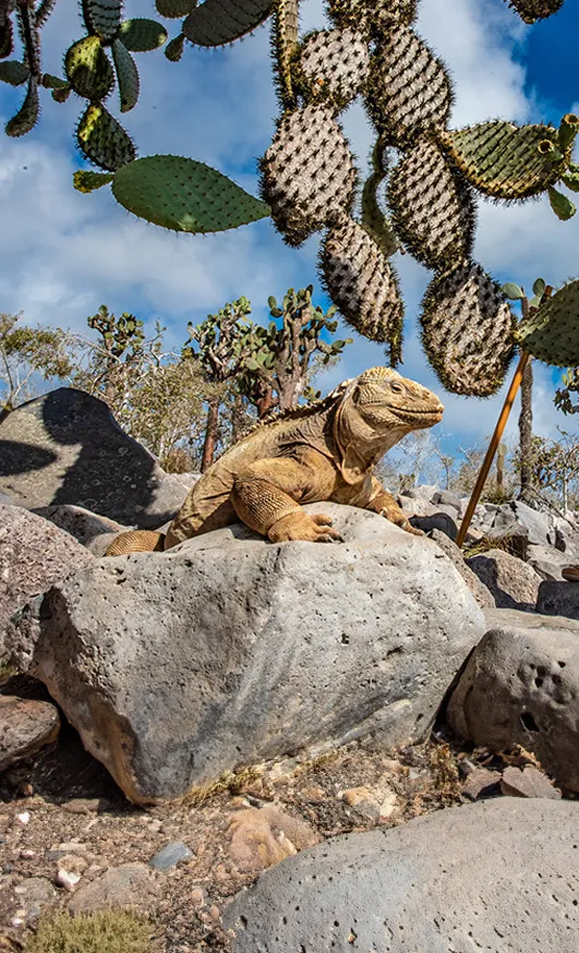 Galapagos land iguana basking on lava rock beneath prickly pear cactus, Santa Fe Island