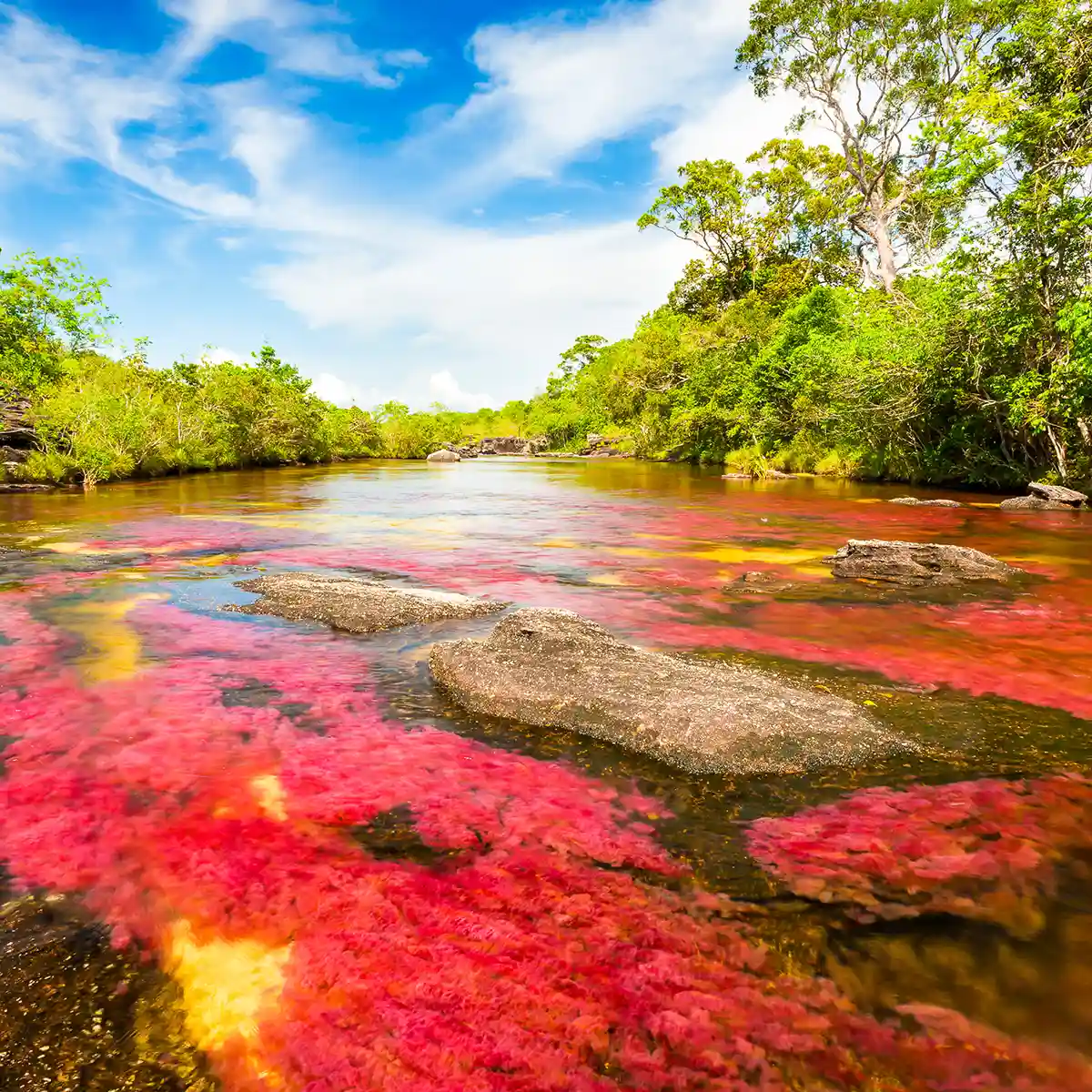 Caño Cristales Multicolored River In Colombia