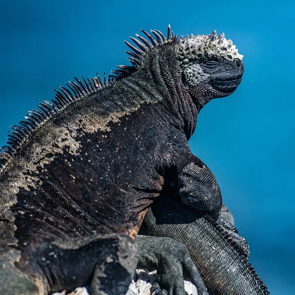 Iguana Marina de Galápagos