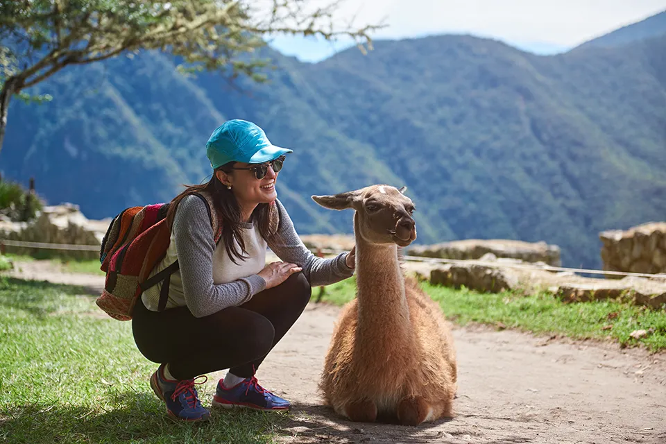 Interacciones con llamas en Machu Picchu