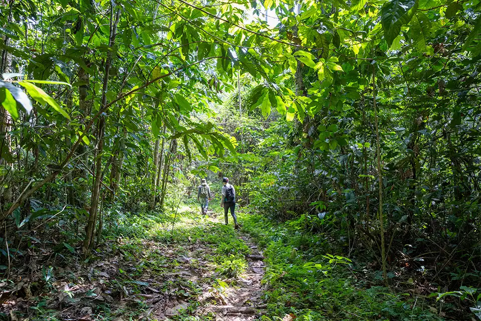 Hikers Amidst Amazonian Flora In Puerto Nariño Hikers Amidst Amazonian Flora In Puerto Nariño