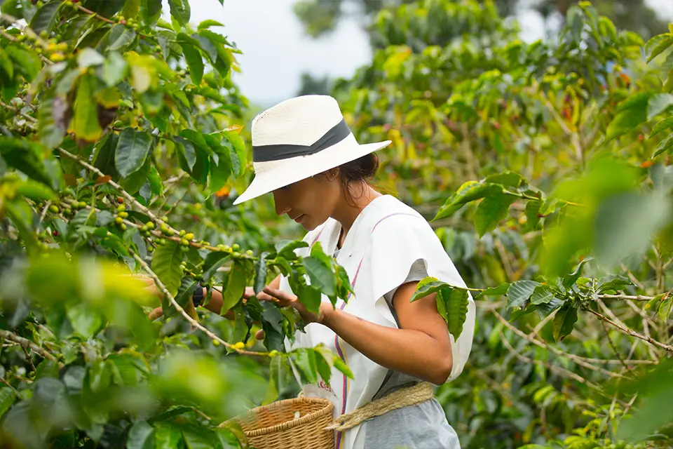 Workers Harvesting Coffee In Colombia Workers Harvesting Coffee In Colombia