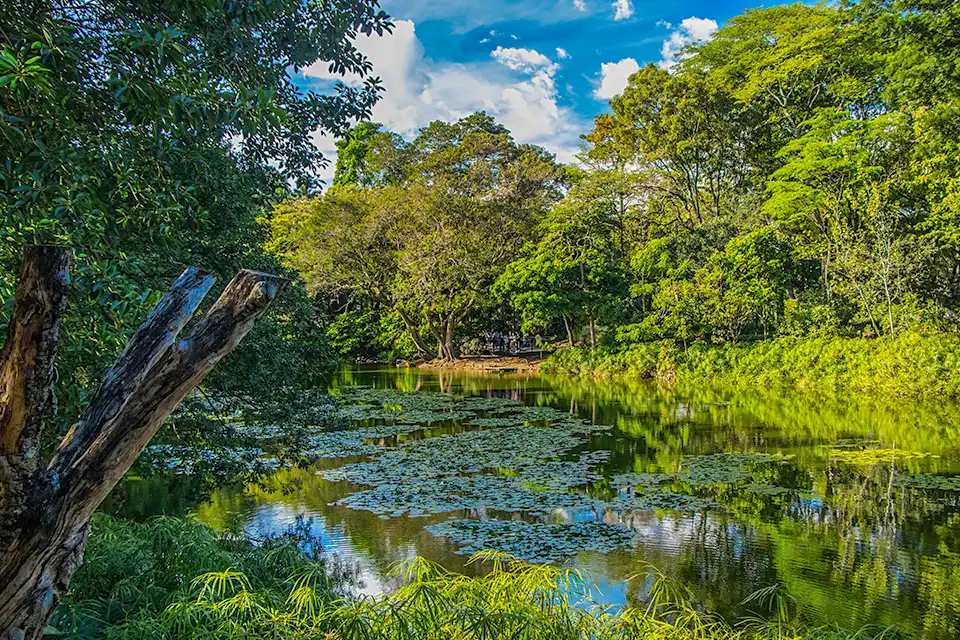 Lush Greenery In Jardín Botánico Of Medellín