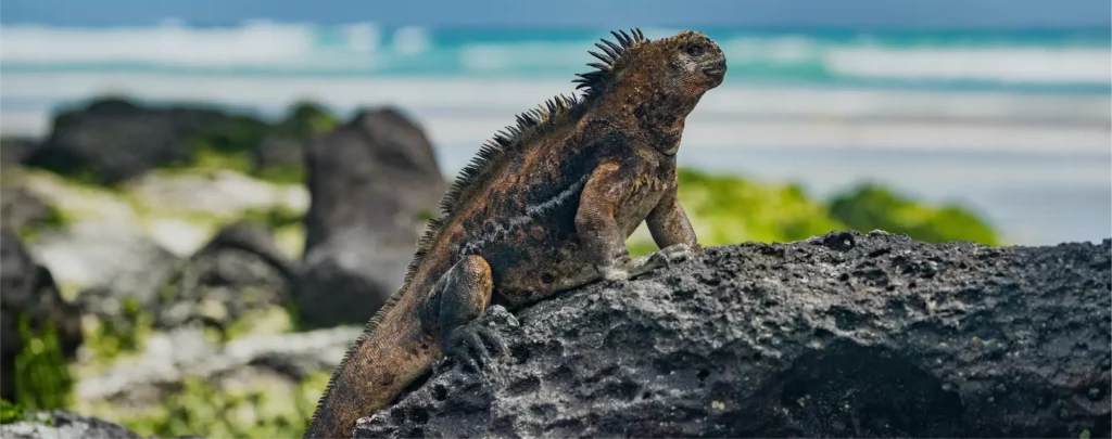 The Marine Iguana The Marine Iguana