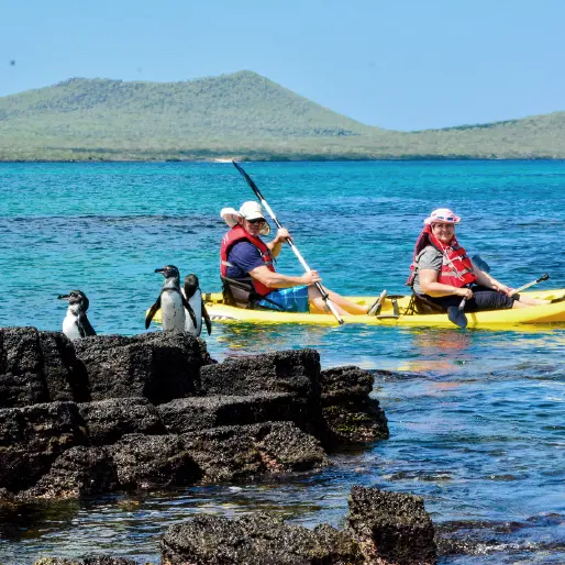 Two Travelers Kayaking In The Galapagos Islands Alongside Galapagos Penguins On Volcanic Rocks
