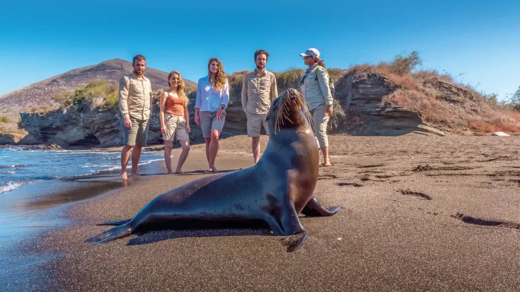 Tourists Enjoying A Wildlife Moment With A Sea Lion In Its Natural Habitat Tourists Enjoying A Wildlife Moment With A Sea Lion In Its Natural Habitat