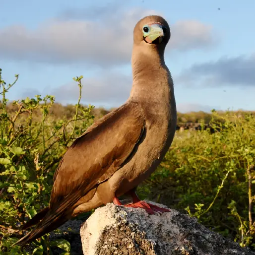 Brown-Morph Red-Footed Booby Perched On A Rock In Natural Galapagos Vegetation