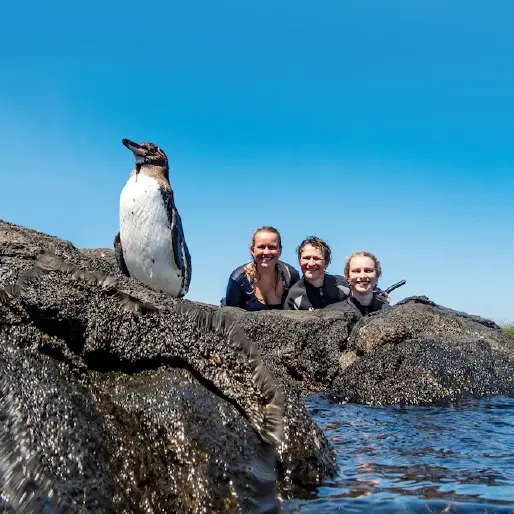 Three Snorkelers In Wetsuits Next To A Galapagos Penguin Perched On Volcanic Rocks