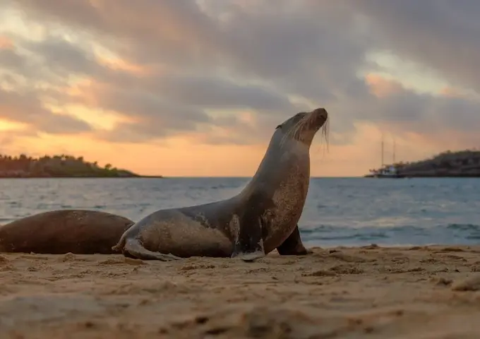 Santa Fe Galapagos, Sea Lion