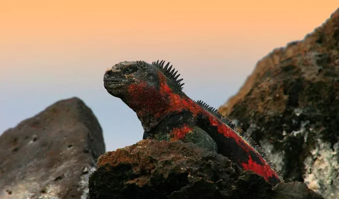 Iguana Marina de Galápagos