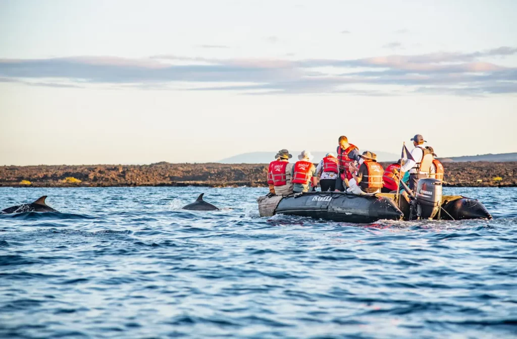 Guests on a panga ride spotting dolphins in the Galapagos