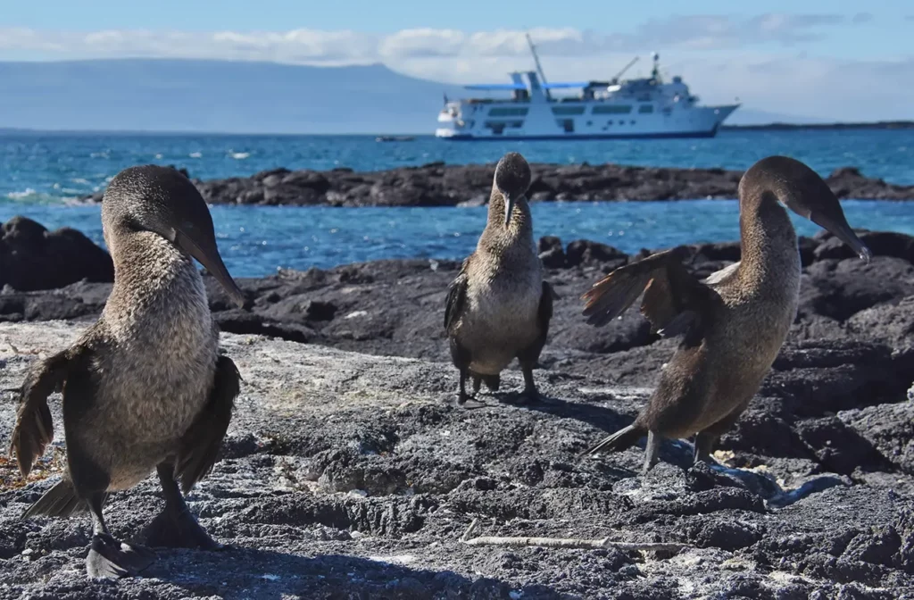 Galapagos flightless cormorant on lava rock with Yacht Isabela II anchored behind