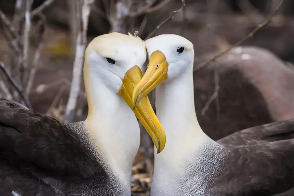 Pareja de albatros de Galápagos (albatros de las Galápagos) con picos amarillos, en un acercamiento de cortejo. Pareja de albatros de Galápagos (albatros de las Galápagos) con picos amarillos, en un acercamiento de cortejo.