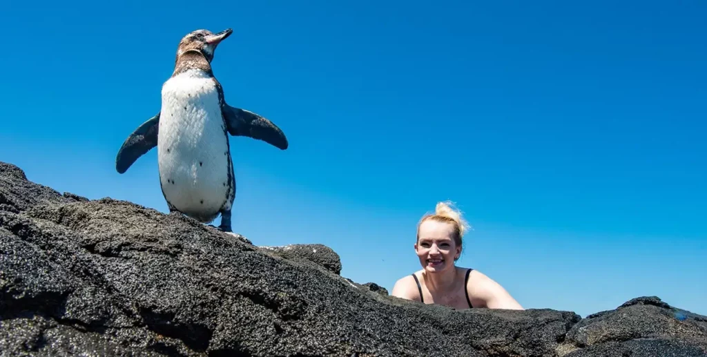 Bartolomé Galápagos Penguin