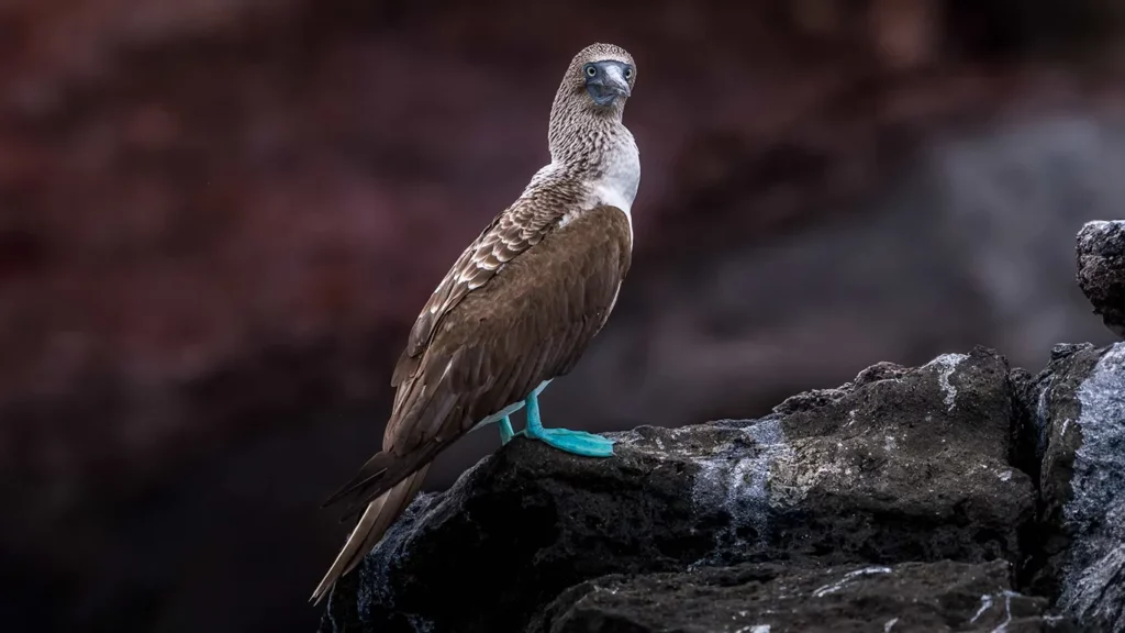 Blue-footed booby with bright turquoise feet perched on black volcanic rock, Galapagos Islands