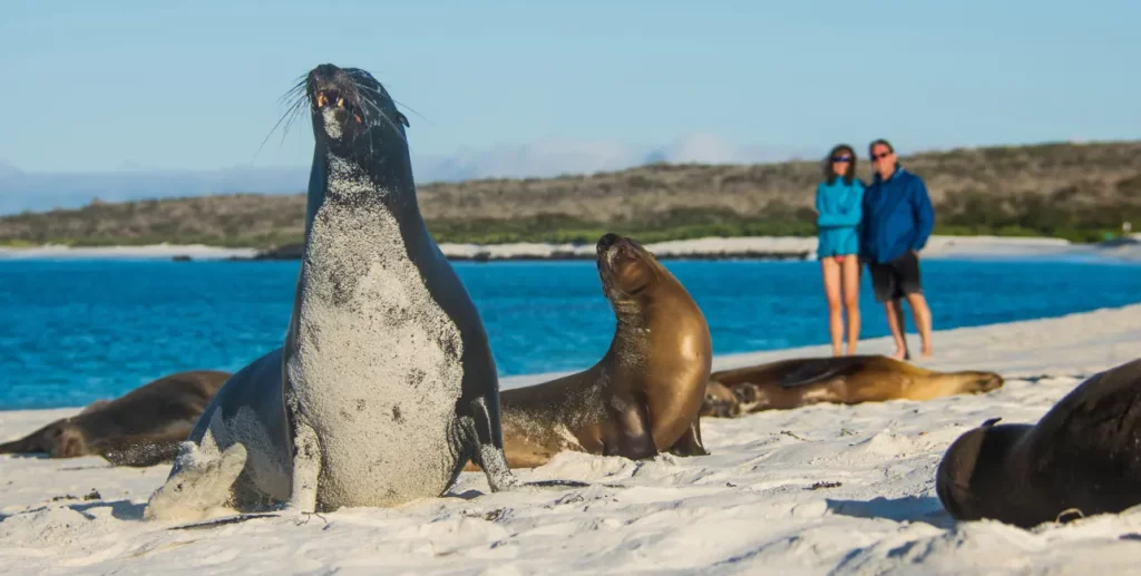Southeastern Galapagos cruise — Galapagos sea lions resting on white sand beach at Española Island with guests observing