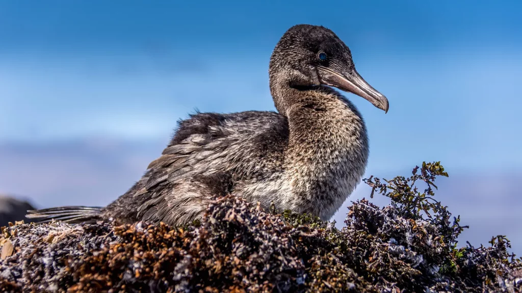 Galapagos flightless cormorant perched on volcanic rock at Fernandina Island