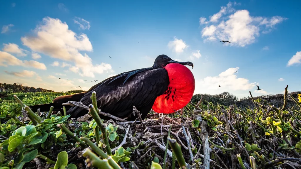 Male magnificent frigatebird nesting in low shrubs with its red gular pouch fully inflated against a dramatic blue sky in the Galapagos Islands.