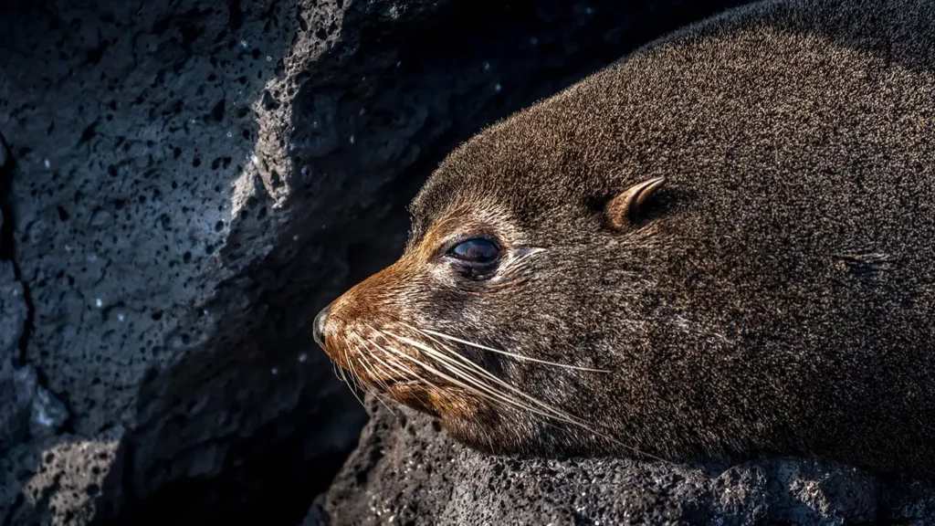 Close-up portrait of a Galapagos fur seal resting on dark volcanic rock with its large expressive eye visible.