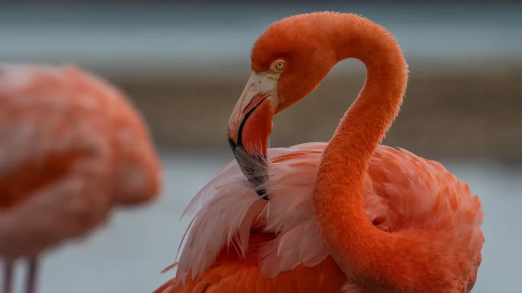 Close-up of a vivid pink American flamingo preening its feathers in the Galapagos Islands.