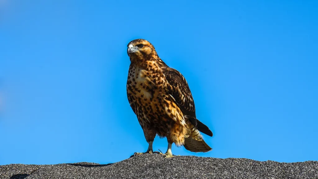 Galapagos hawk perched on a rocky surface against a clear blue sky showing its brown and golden plumage.