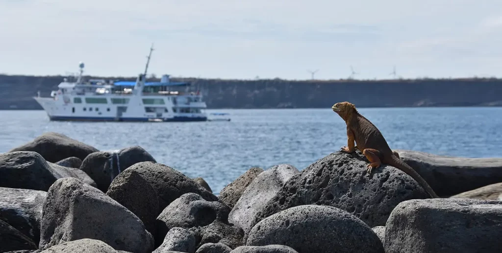 Galapagos land iguana perched on lava rock with Yacht Isabela II anchored offshore southeastern Galapagos