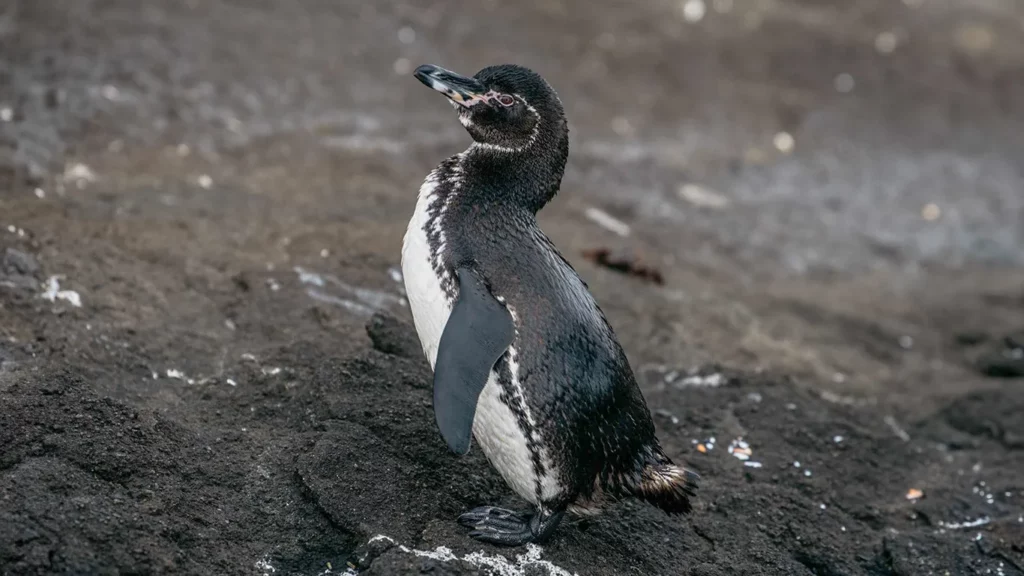 Galapagos penguin standing alone on dark volcanic sand shore.