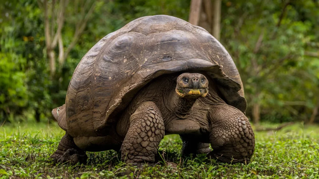Galapagos giant tortoise approaching camera on green grass in Santa Cruz Island highland reserve