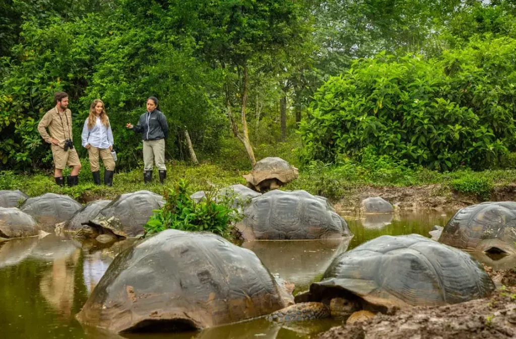 Giant Tortoise Galápagos Santa Cruz