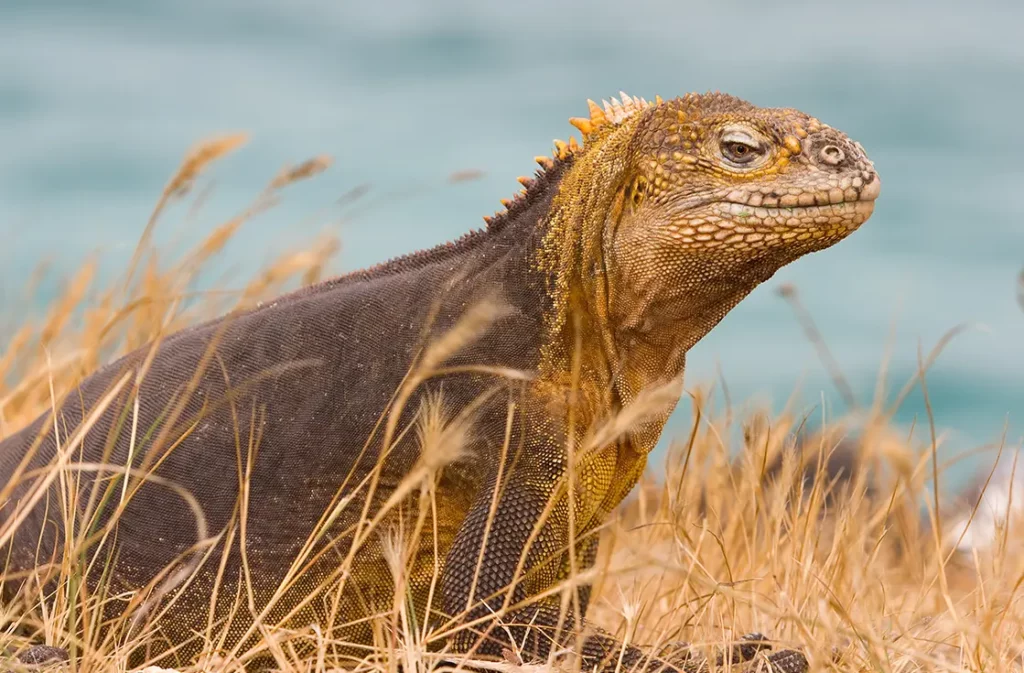 Close-up portrait of Galapagos land iguana with yellow-orange coloring in dry grass at Baltra Island