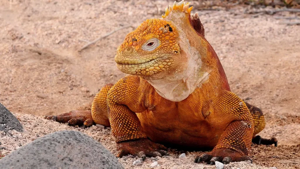 Bright orange and yellow Galapagos land iguana resting on sandy ground with its head raised.