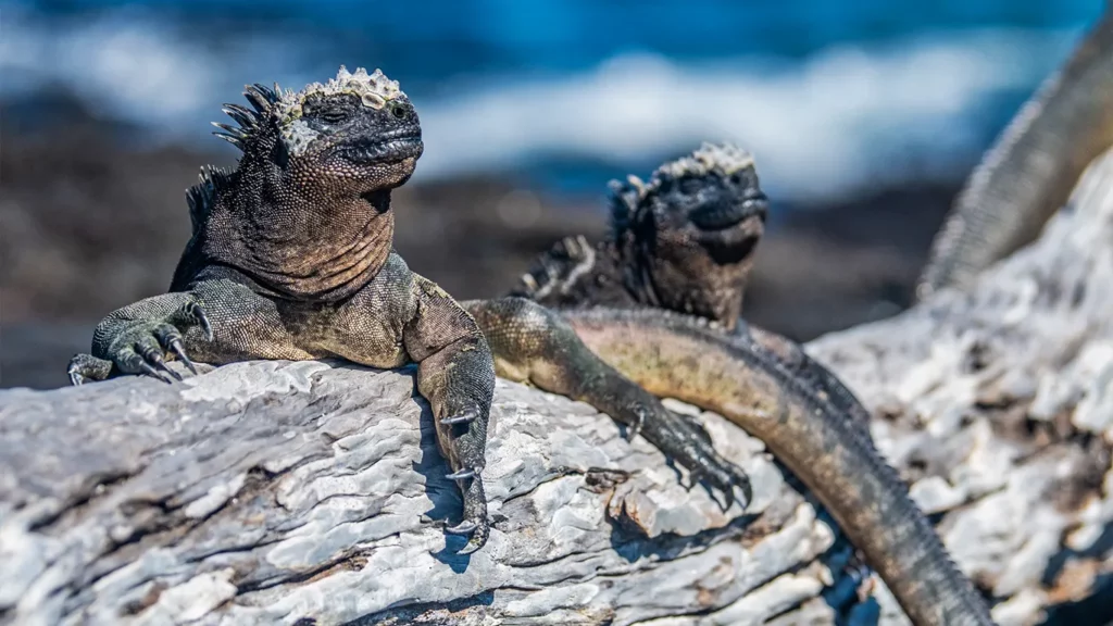 Two Galapagos marine iguanas basking side by side on sun-bleached driftwood with the ocean visible behind them.